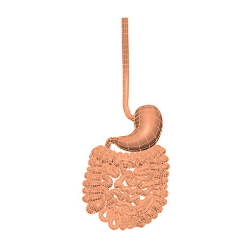 Rendering of the generic human gastrointestinal tract scaffold.