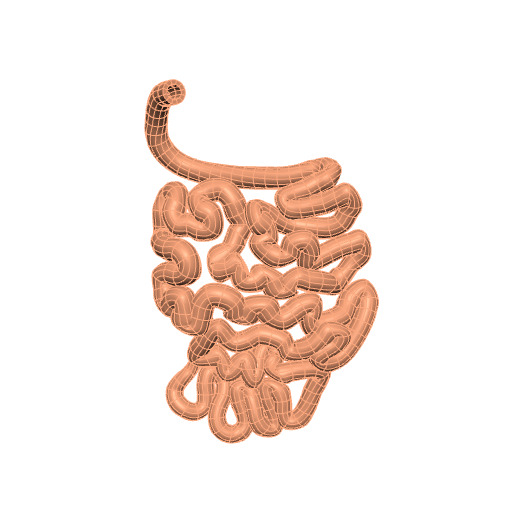 Rendering of the generic human small intestine scaffold.