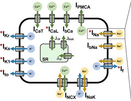 Schematics of the model