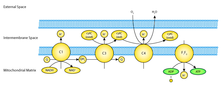 electron transport chain. electron transport system,