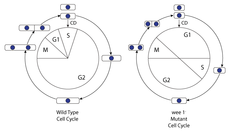 phases of cell cycle. The fission yeast cell cycle.