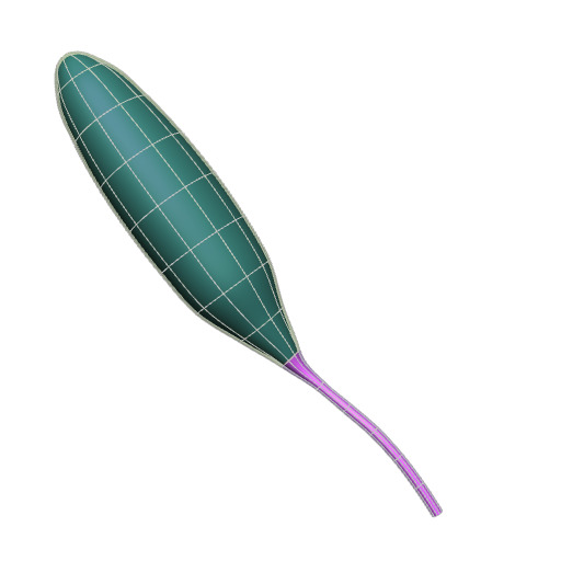 Rendering of the generic mouse bladder scaffold.