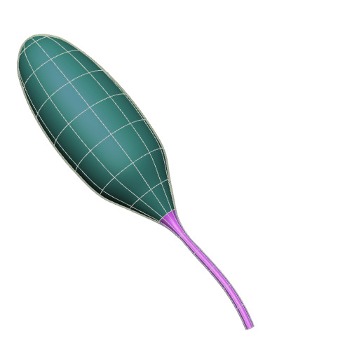 Rendering of the generic pig bladder scaffold.