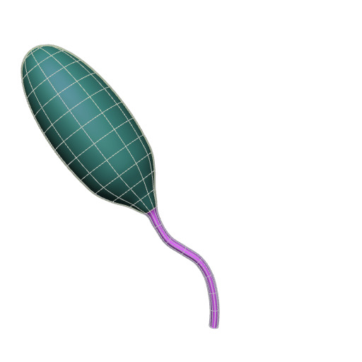 Rendering of the generic cat bladder scaffold.