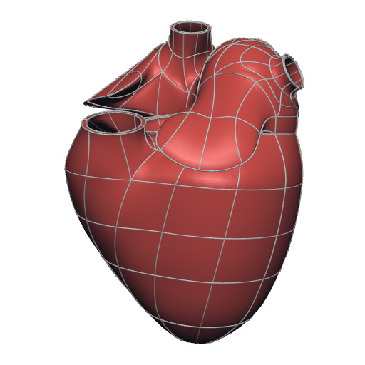 Rendering of the generic pig heart scaffold.