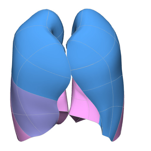 Rendering of the human lung scaffold.