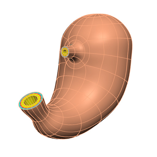 Rendering of the generic human stomach scaffold.