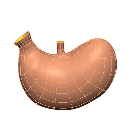 Rendering of the generic rat stomach scaffold.