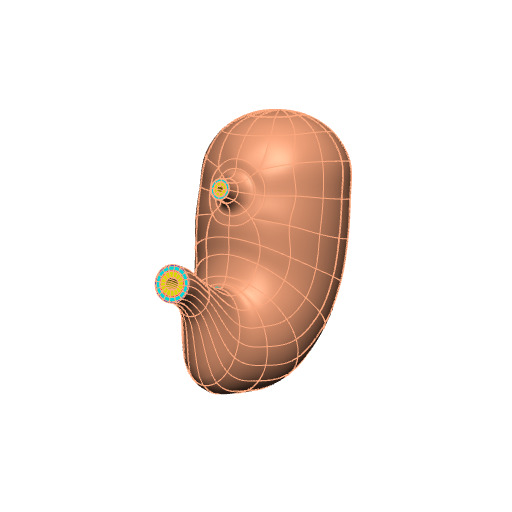 Rendering of the generic pig stomach scaffold.