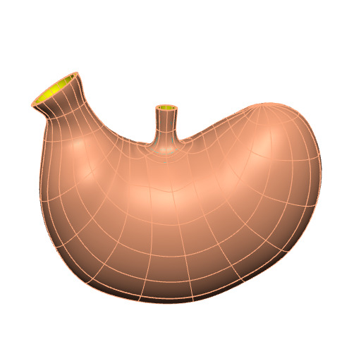 Rendering of the generic rat stomach scaffold.