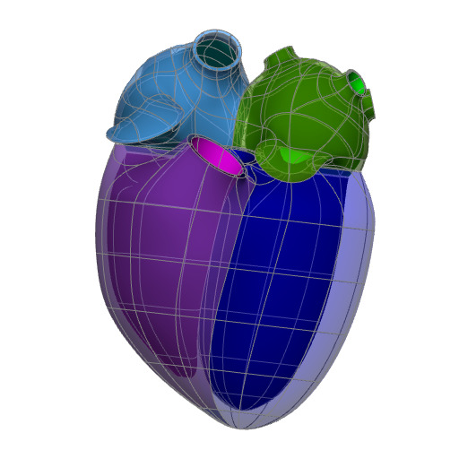 Rendering of the generic human heart scaffold.
