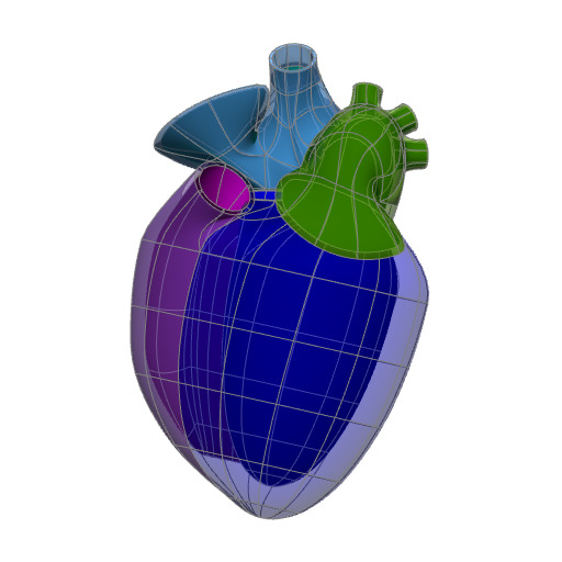 Rendering of the generic mouse heart scaffold.