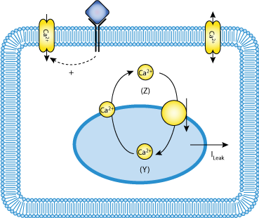 Complex Intracellular Calcium Oscillations. A Theoretical Exploration ...