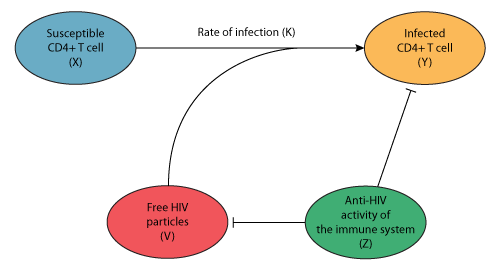 A model for AIDS pathogenesis — Physiome Model Repository