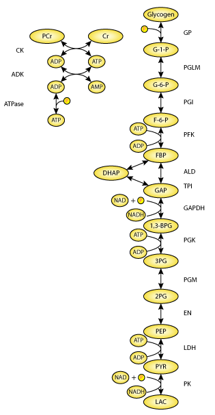 skeletal muscle in glycogenolysis in the of glycogenolysis pathway used muscle model in the skeletal