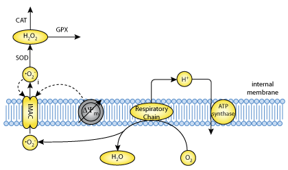 pdf glycogenolysis diagram schematic mitochondrial 1. energetics coupled to A Figure of