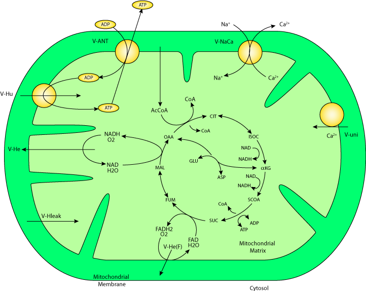 journal glycogenolysis model glycogenolysis used in the muscle in the skeletal of pathway