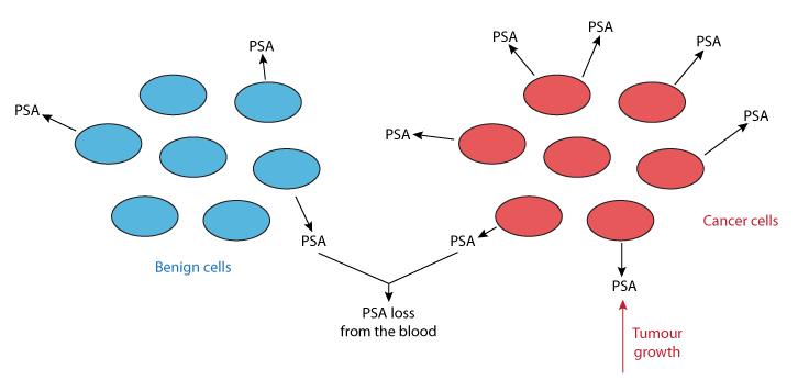 Psa method. Prostate specific antigen. PSA.